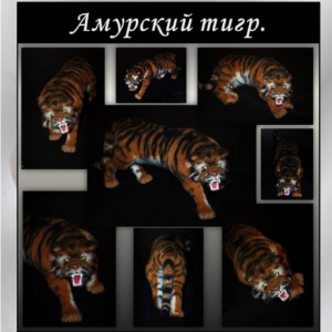 Амурский тигр (Ксения Ремнева)