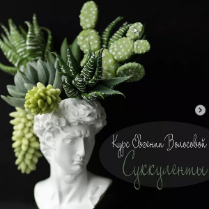 Суккуленты (Евгения Волосова)