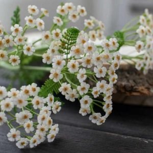 Тысячелистник (Наталья Желонкина)