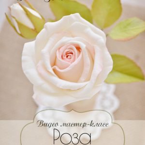 Садовая роза (Наталья Асатурова)