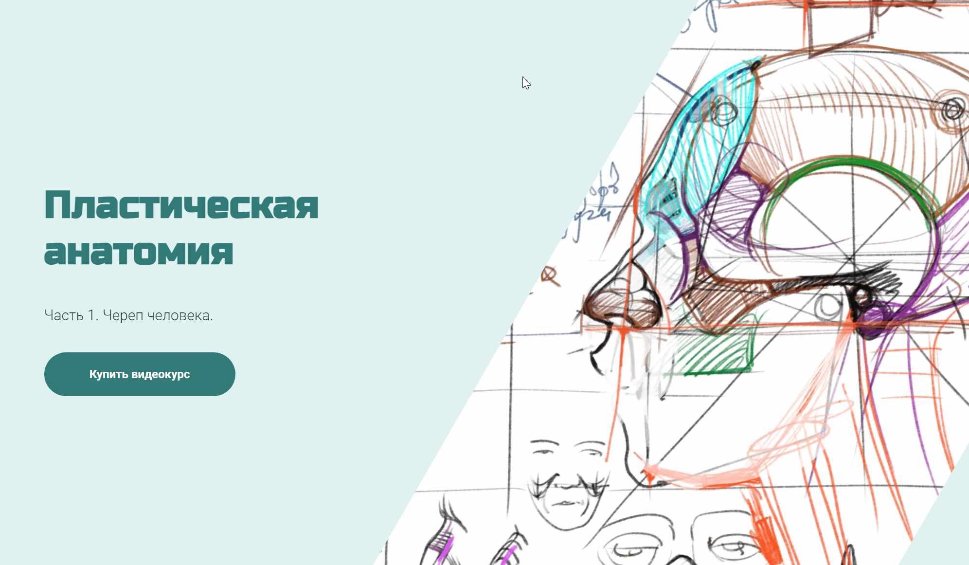 Череп человека (Александр Рыжкин)