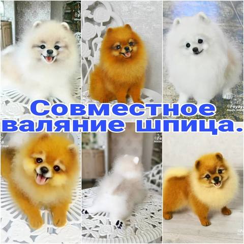 Валяние померанского шпица (feyaya1)